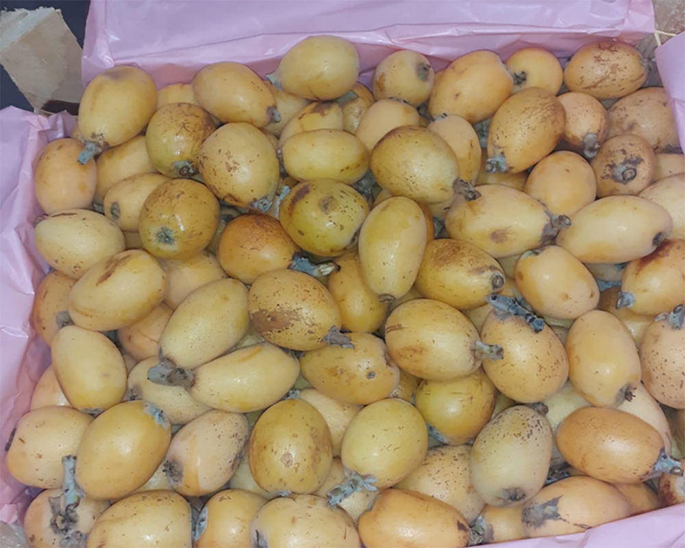 Nespole - Sicilia - 4,00 euro al chilogrammo